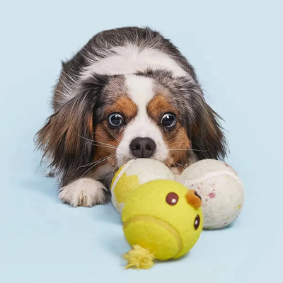 BARK Play Hatch Tennis Balls Dog Fetch Toy - Talis Us