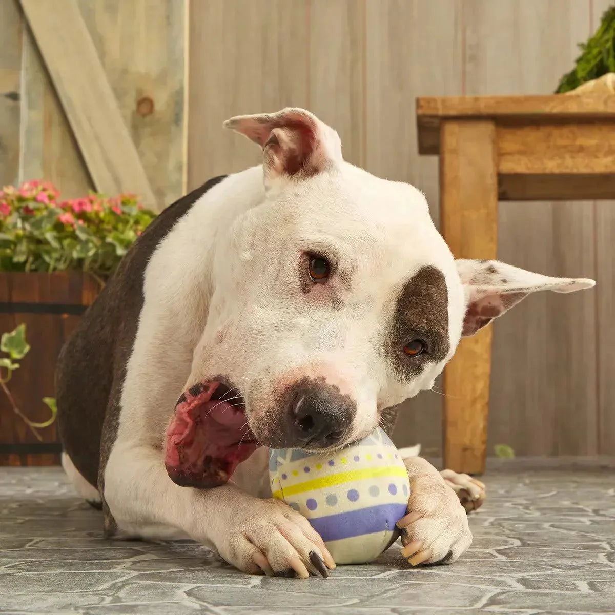 BARK Super Chewer Beaster Egg Dog Chew Toy - Talis Us