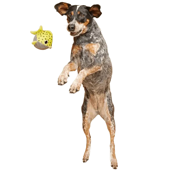 BARK Super Chewer Blowfetch Dog Chew Toy - Talis Us