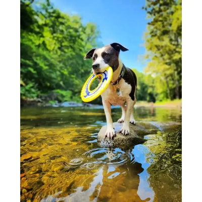 BAYDOG WaveSkipper Dog Fetch Toys - Talis Us