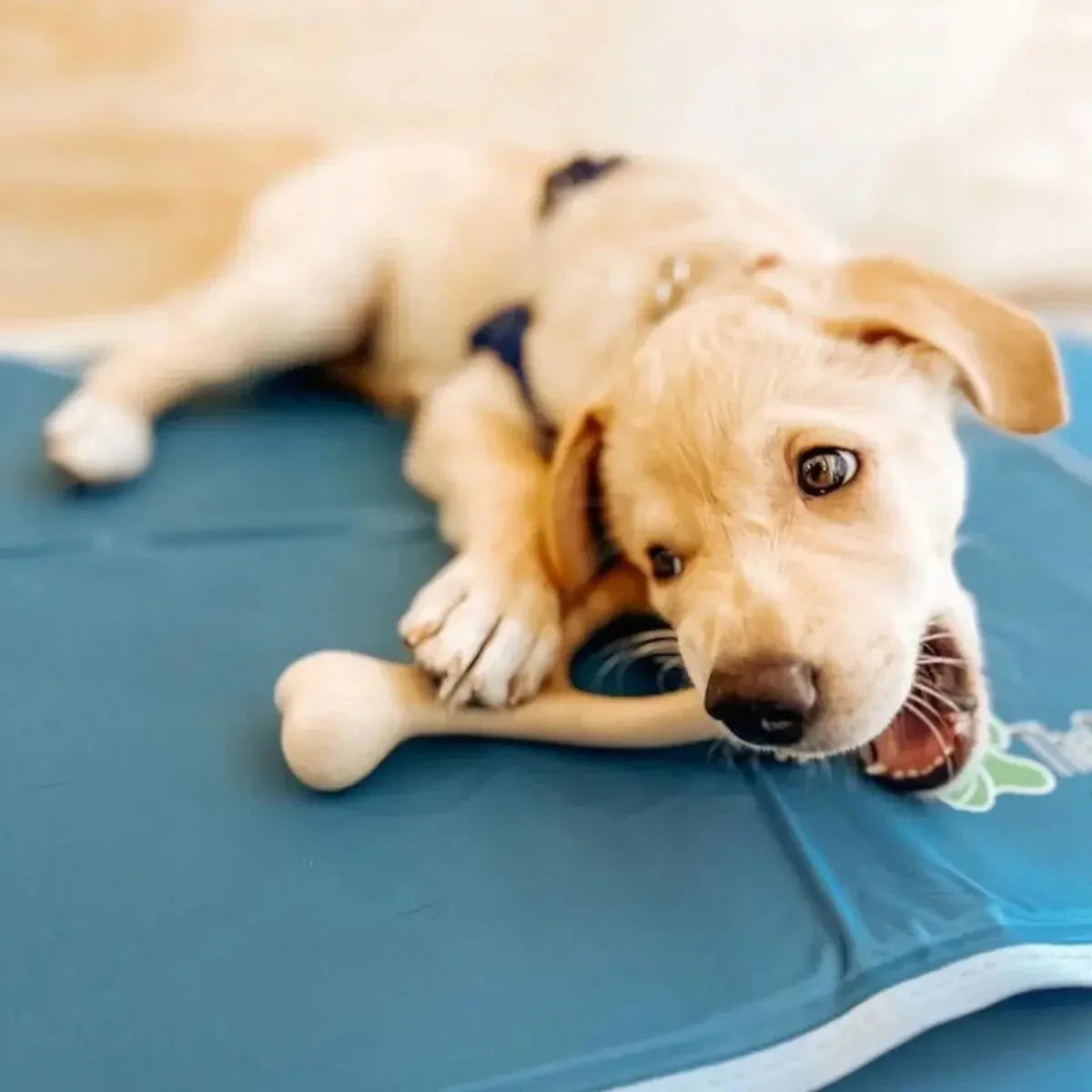 BetterBone Soft Classic Dog Chew Toy - Talis Us