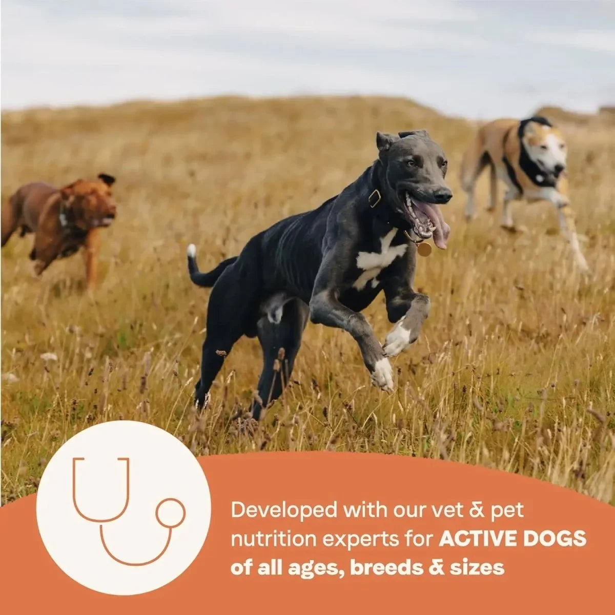 CANIDAE All Life Stages Real Salmon & Ancient Grains Dry Dog Food - Talis Us