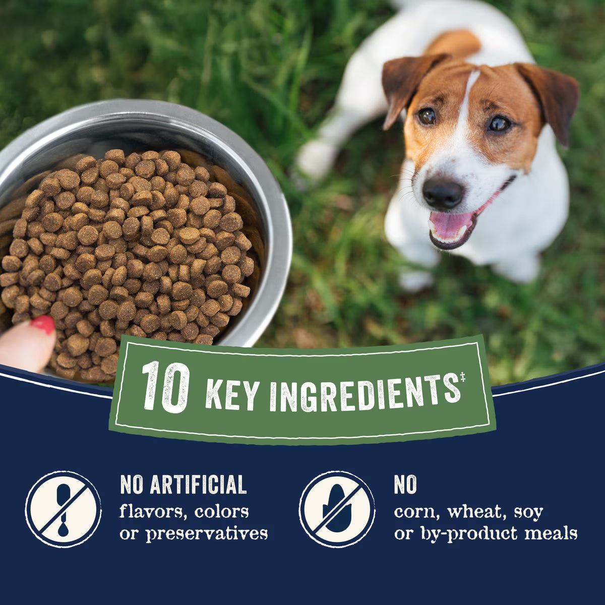 CANIDAE small breed chicken dry dog food with natural ingredients and no artificial additives