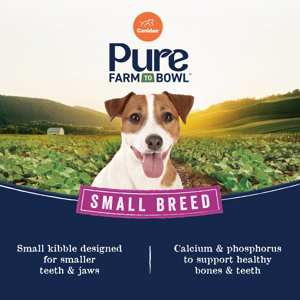 CANIDAE small breed chicken dry dog food with small kibble for healthy teeth and jaws