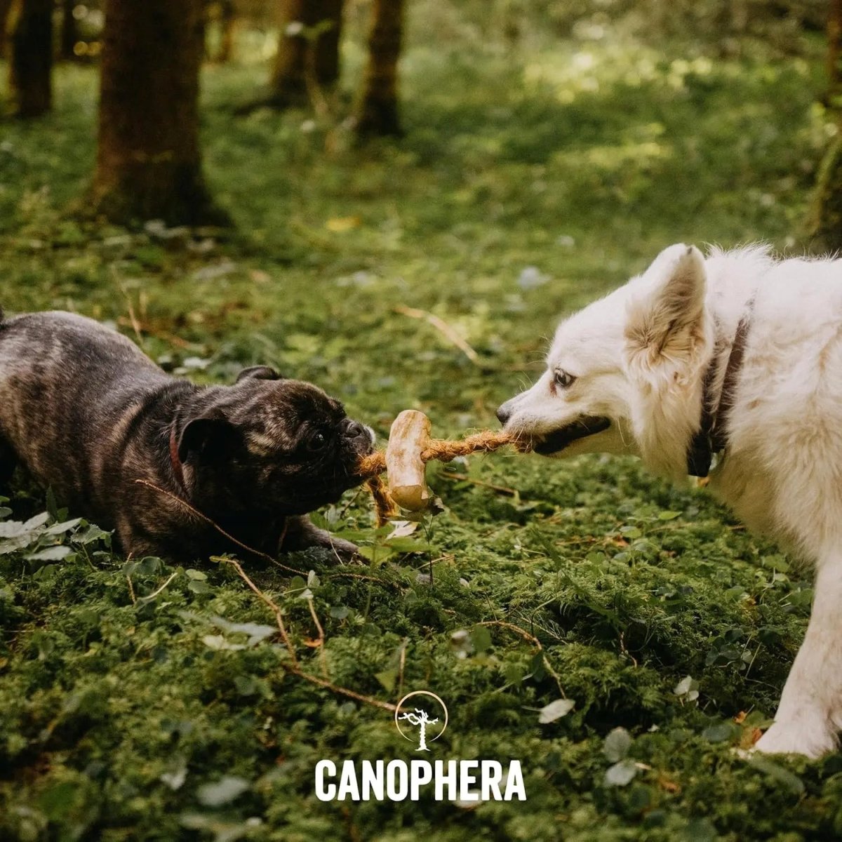 Canophera Coffee Wood & Coconut Rope Dog Toy for All Breeds - Talis Us