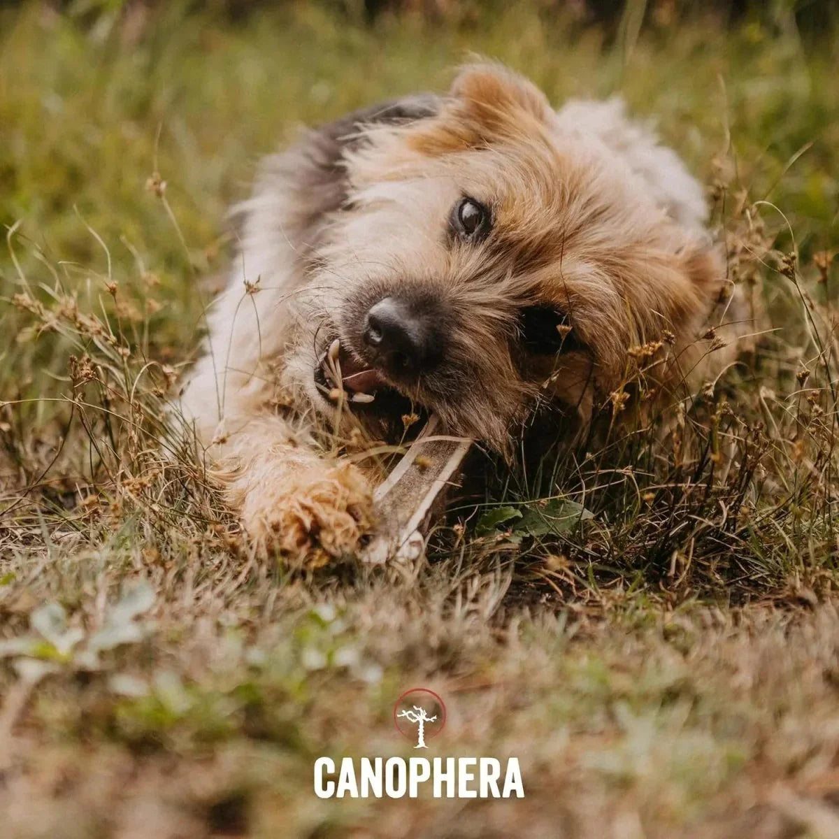 Canophera Split Red Deer Antler for Dogs - Talis Us