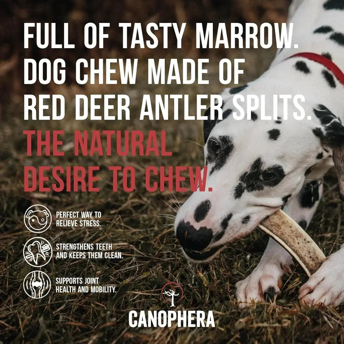 Canophera Split Red Deer Antler for Dogs - Talis Us