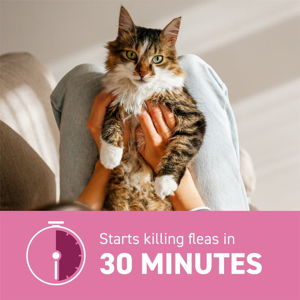 Capstar cat flea tablets without prescription, effective flea control starts killing fleas in 30 minutes