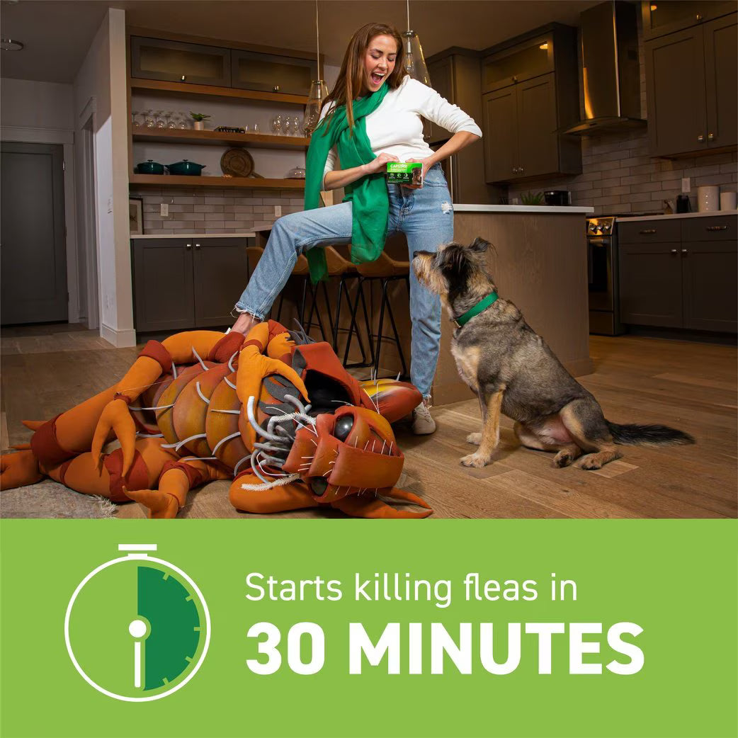 Capstar flea tablet for large dogs starts killing fleas in 30 minutes, shown with a dog in a home setting