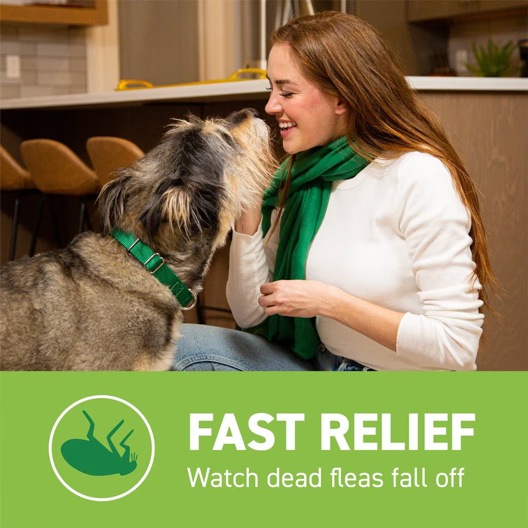 Capstar flea tablet for large dogs providing fast relief as dead fleas fall off, with a happy dog and owner interaction