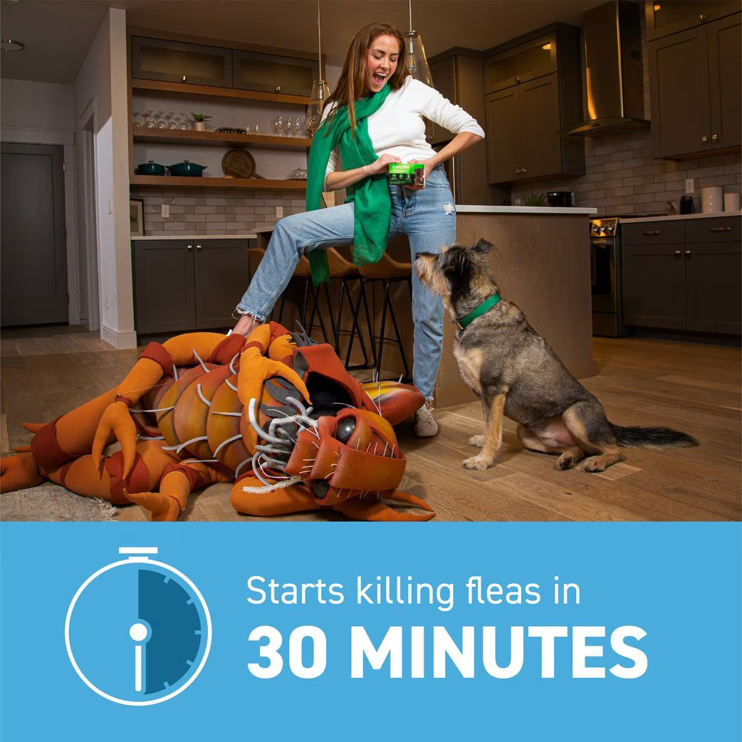 Capstar flea tablets for small dogs start killing fleas in 30 minutes for quick relief