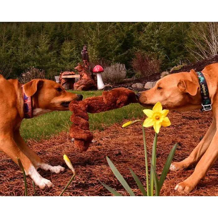 Cycle Dog Duraplush Springy Squirrel Dog Toy - Talis Us