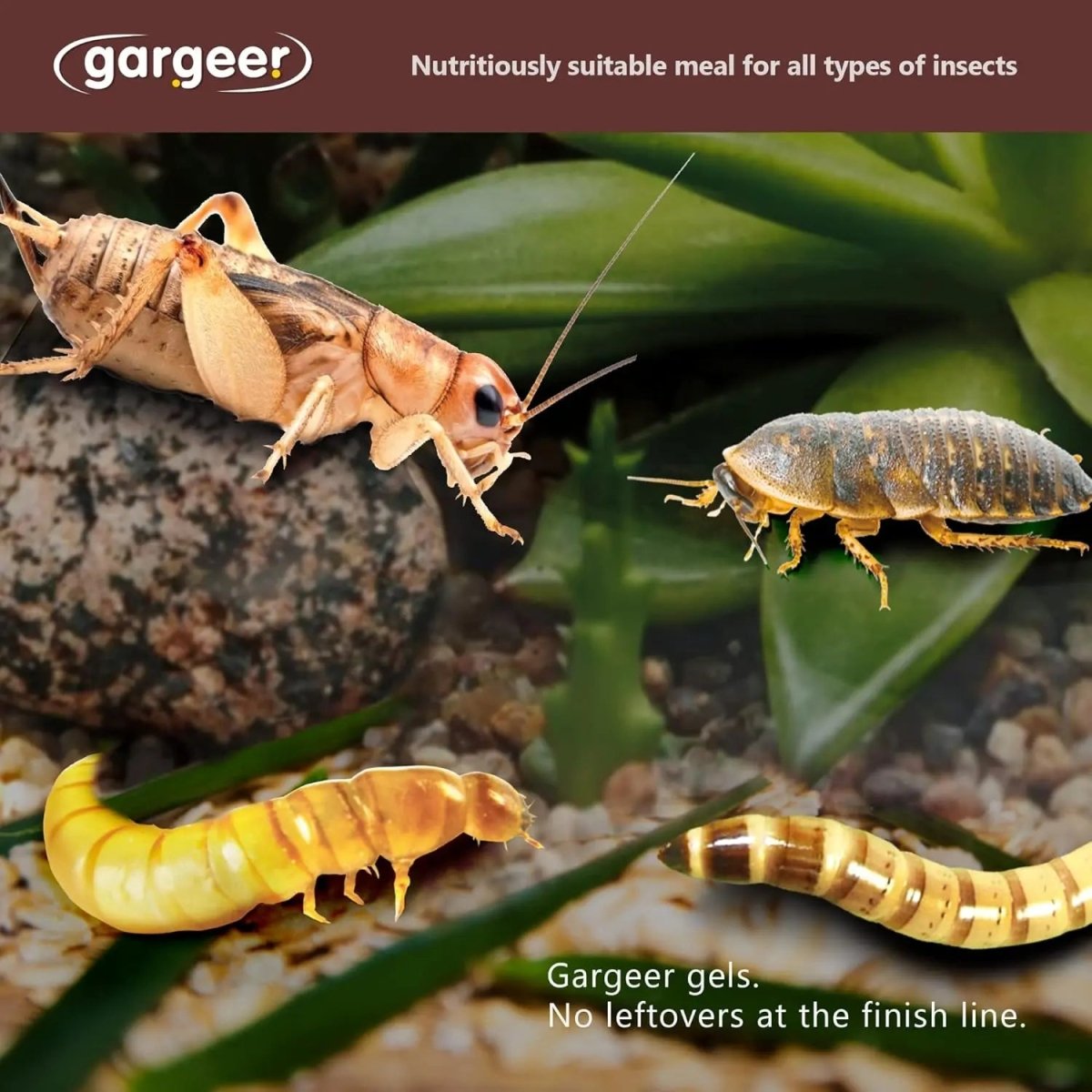 Gargeer Complete Gel Diet for Bugs and Insects for Roaches, Worms, and Crickets - Talis Us