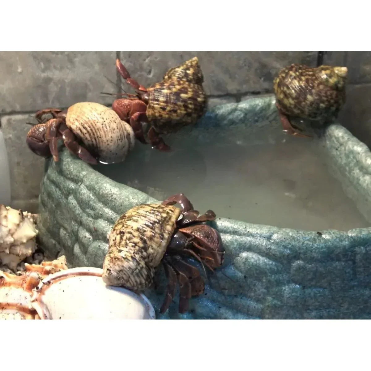 Gargeer Soaking Salt Hermit Crab Supplement 3 oz - Talis Us