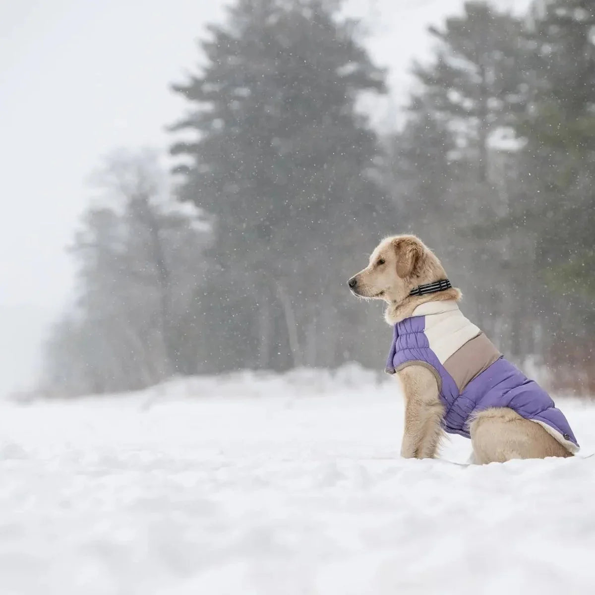 GF Pet Block Color Puffer Dog Coat - Talis Us