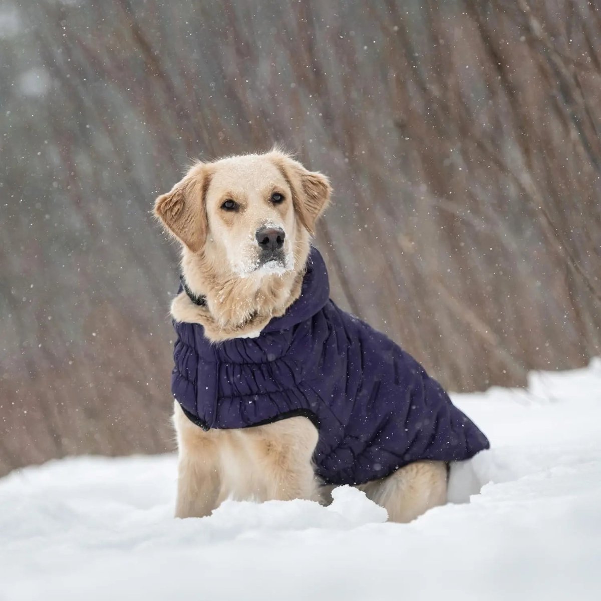 GF Pet Cloud Parka Dog Coat - Talis Us