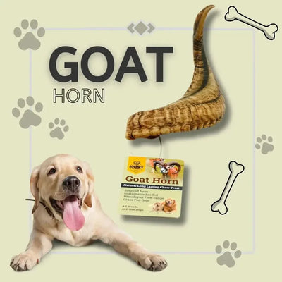 Goat Horns Natural Chew Packed with Health Benefits - Talis Us
