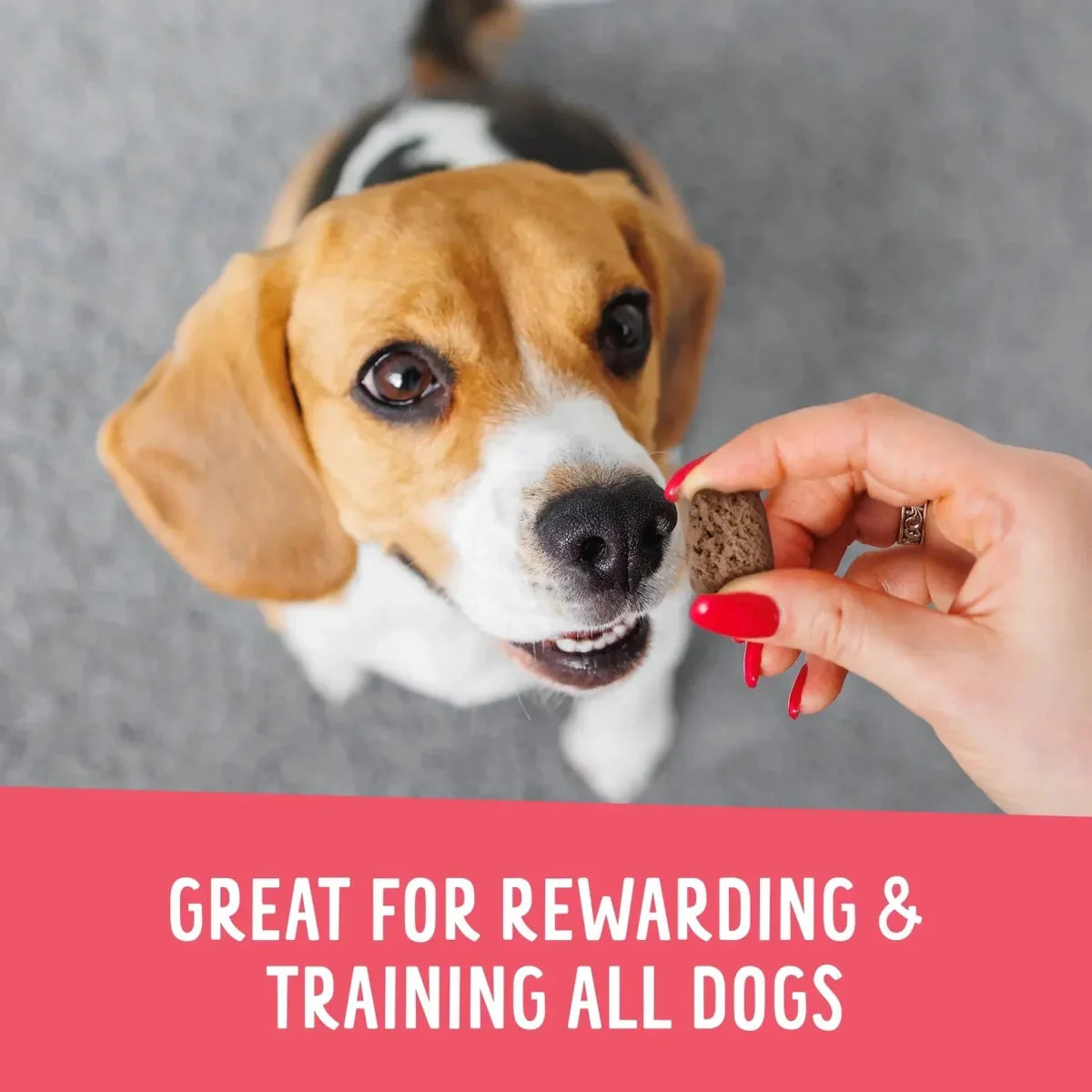 Health Extension Crunchy Munchies Granola Bites - Appley Crisp Dog Treats 8 oz - Talis Us