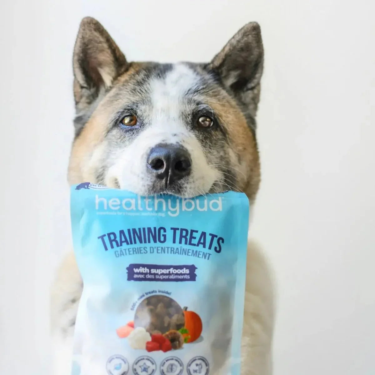 Healthybud Beef Mini Training Treats for Dogs 6.5 Oz - Talis Us