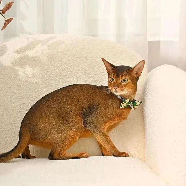 Hugsmart Pet Bowknot Cat Collar - Talis Us