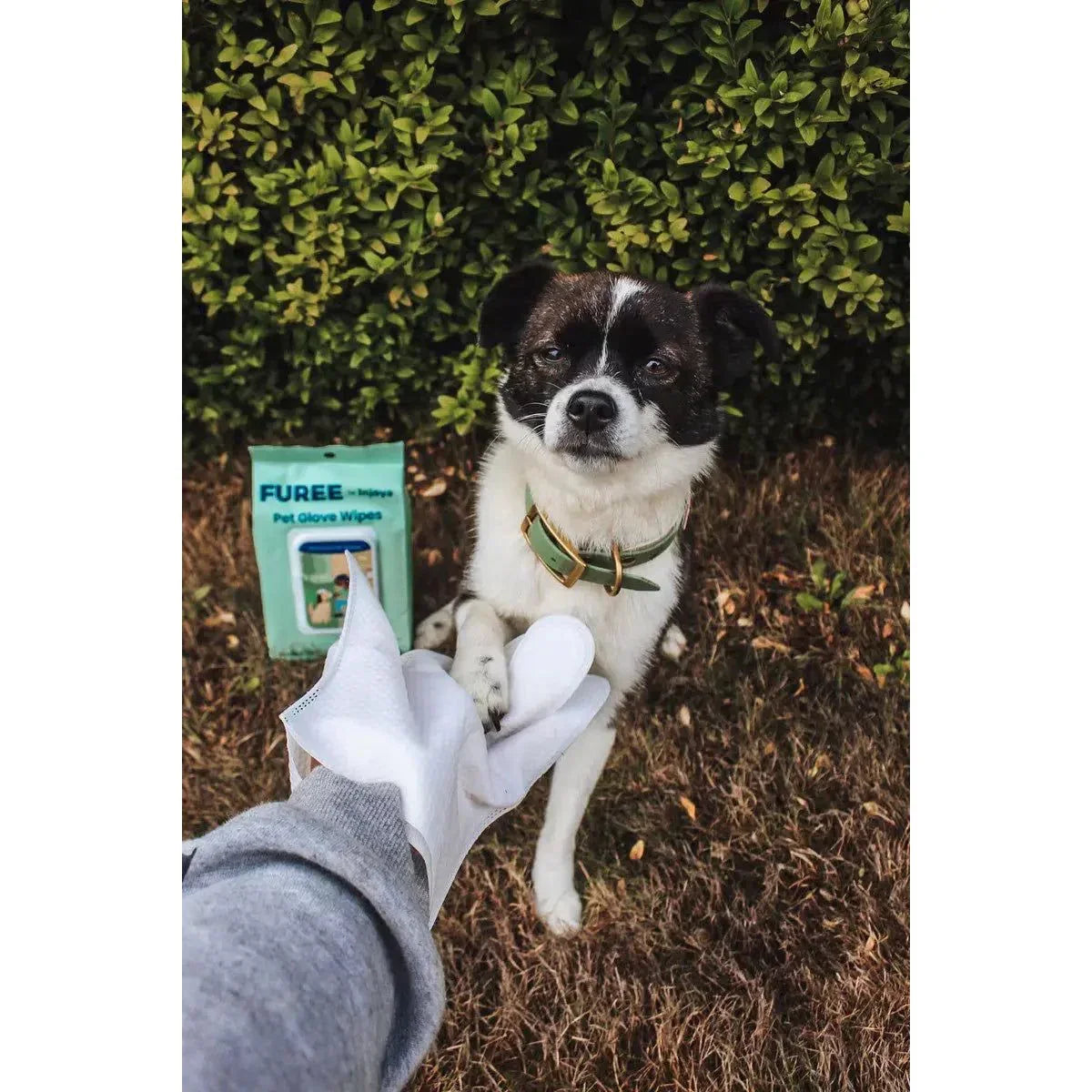 Injoya Pet Glove Wipes Unscented - Talis Us