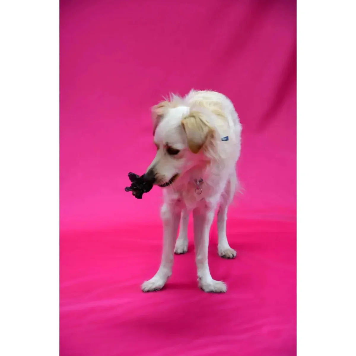 Jones Natural Chews Turkey Waddles – 100% USA - Sourced, Single - Ingredient Dog Treats 6oz - Talis Us