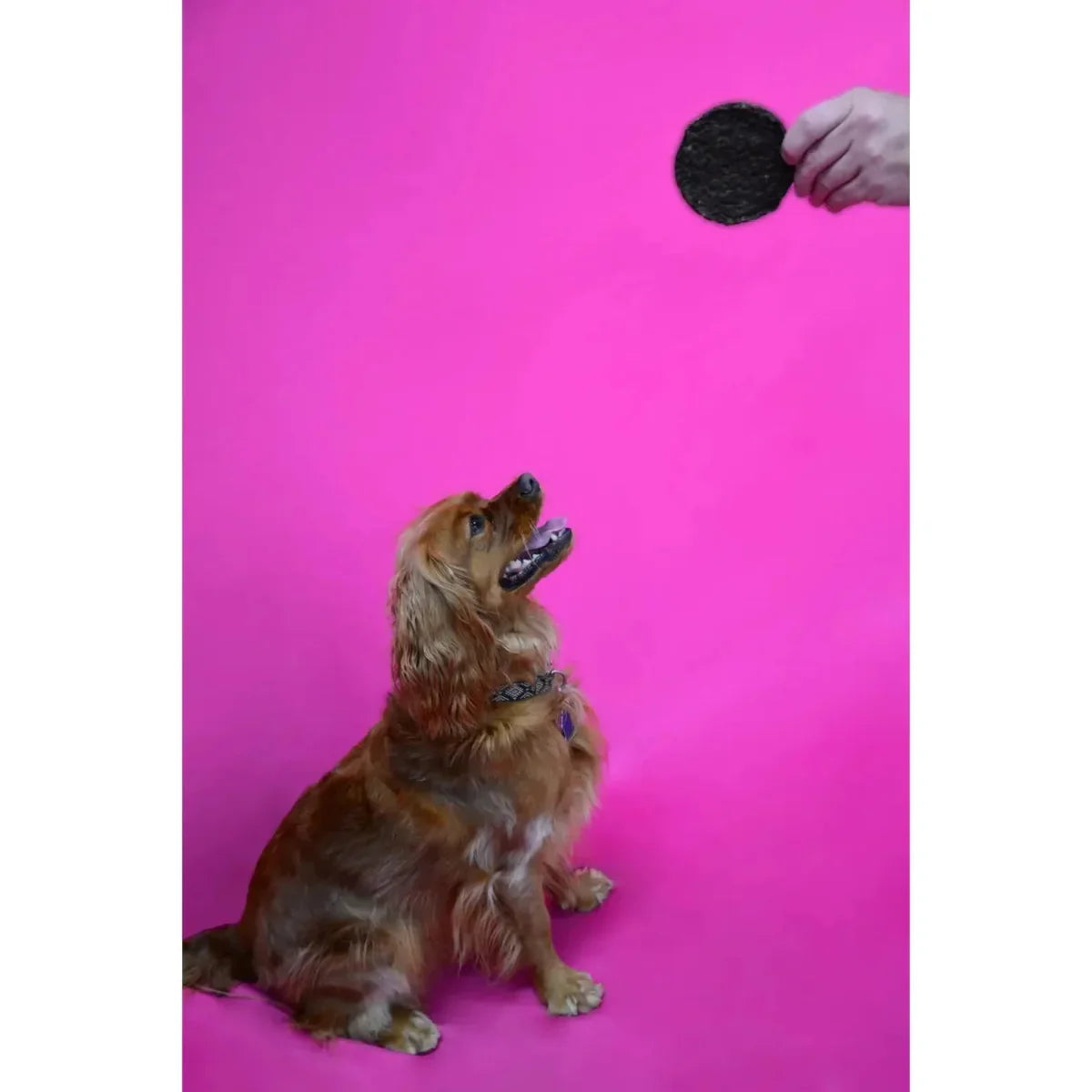 Jones Natural Chews Woofers Plus | All - Natural Protein Treats 50ct - Talis Us