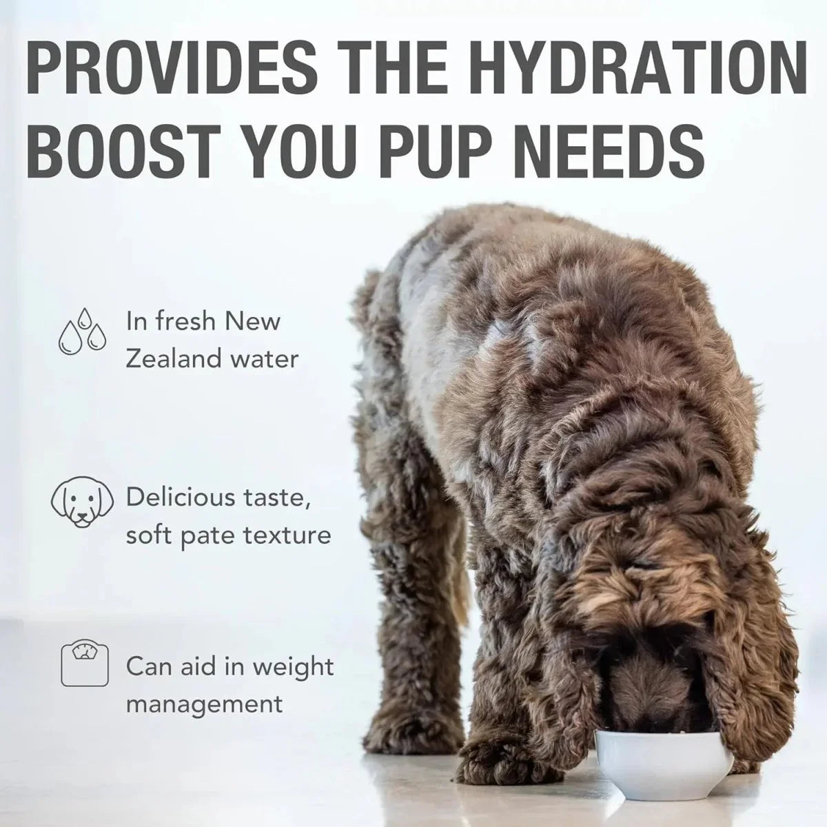 K9 Natural Grass - Fed Lamb Feast Grain - Free Canned Dog Food - Talis Us