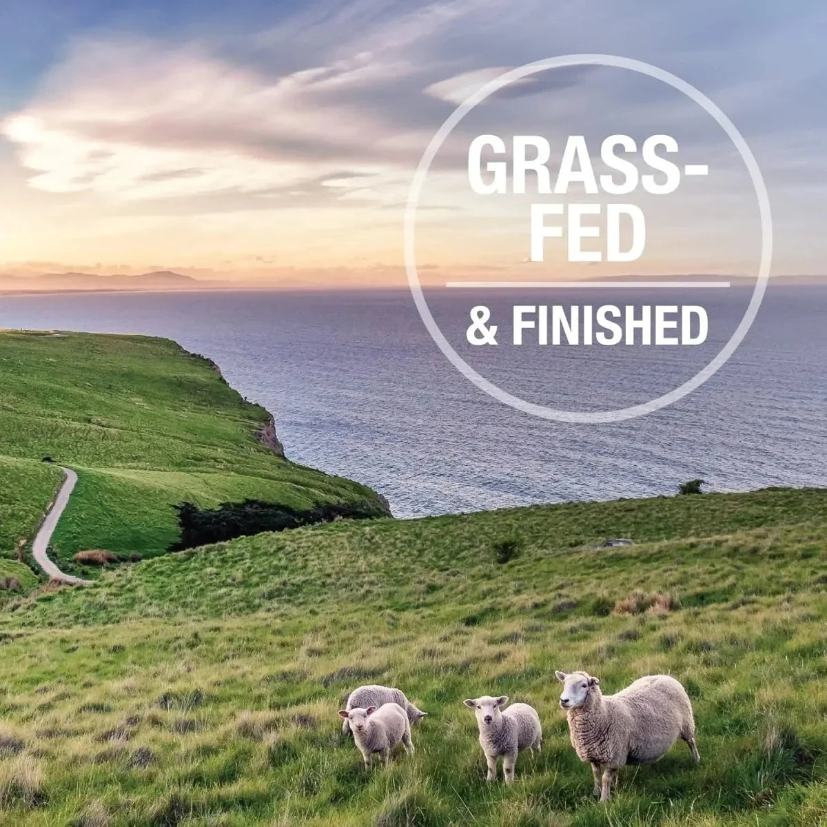 K9 Natural Hoki & Beef Grain - Free Freeze - Dried Dog Food - Talis Us