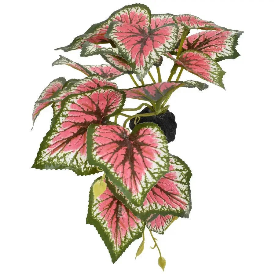 Komodo Standing Caladium Reptile Plant Decor 5 in - Talis Us