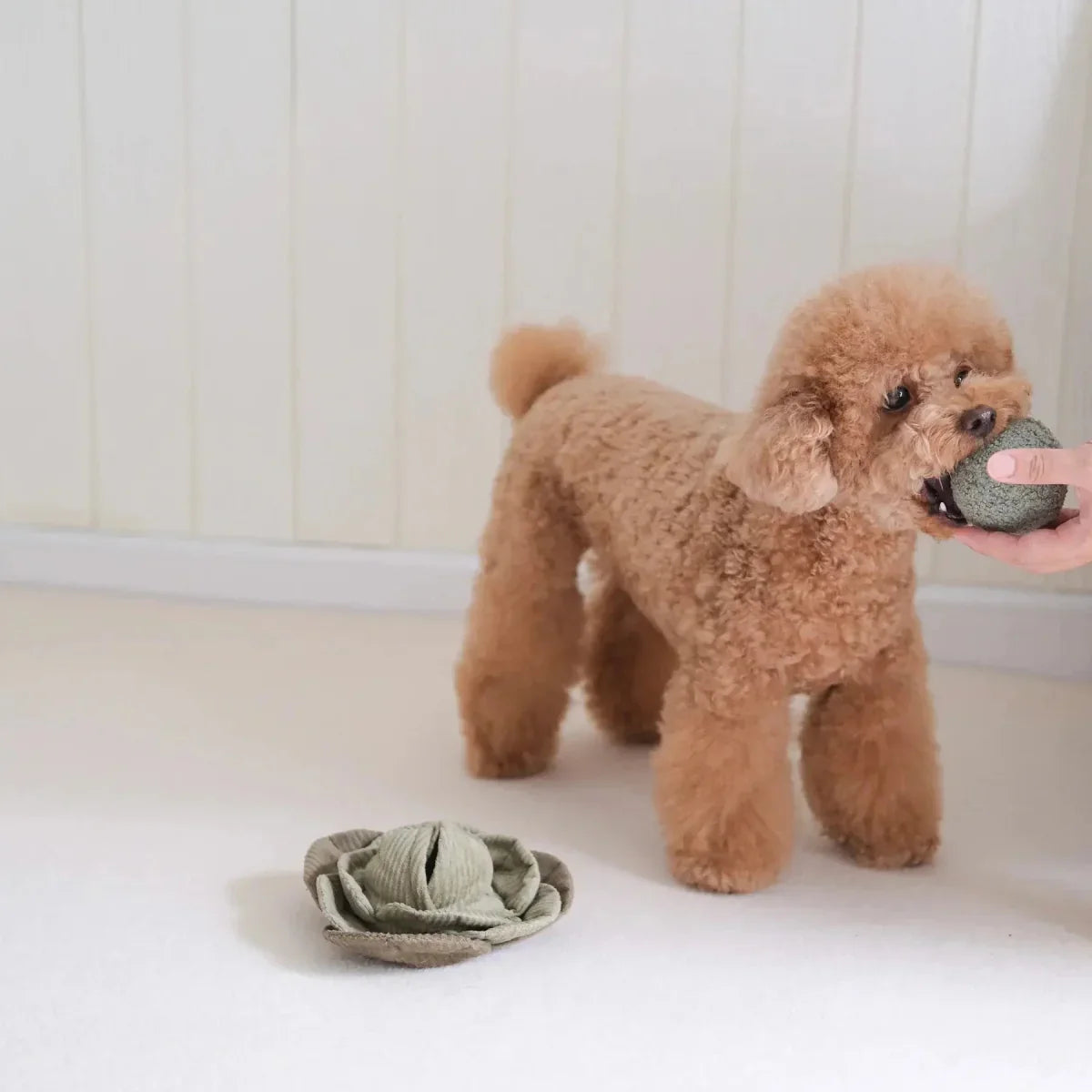Lambwolf Collective Cabbage Pop Squeaky Interactive Dog Toys - Talis Us