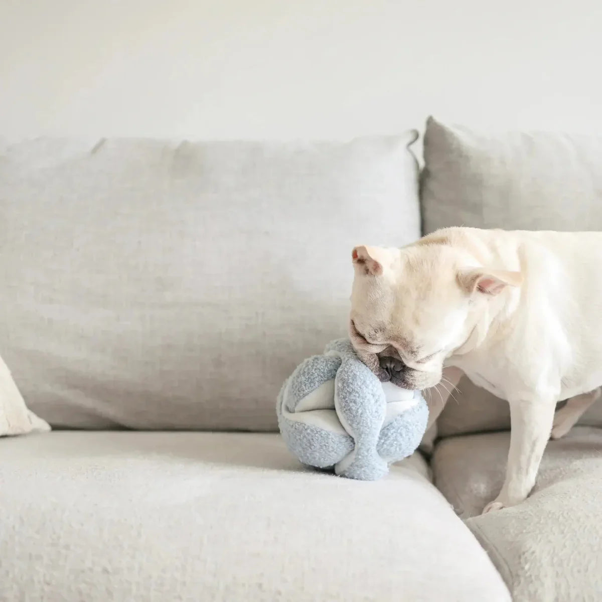 Lambwolf Collective Monti Squeaky Interactive Dog Toys - Talis Us
