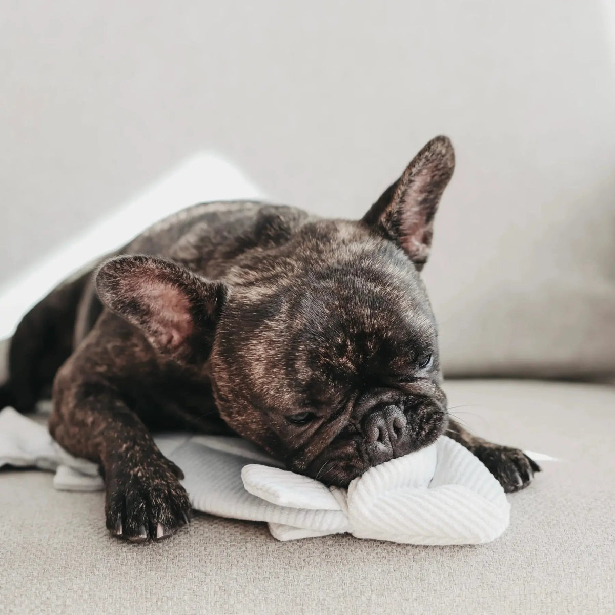 Lambwolf Collective Trout Squeaky Interactive Dog Toys - Talis Us