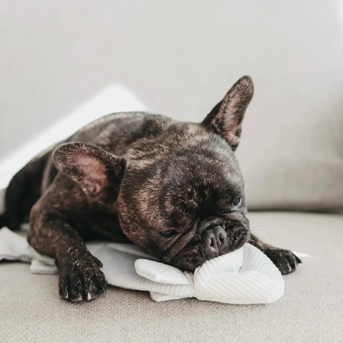 Lambwolf Collective Trout Squeaky Interactive Dog Toys - Talis Us