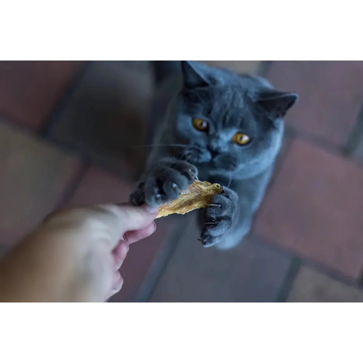 Loving Pets Australia Chicken Breast Pieces Cat Treats 5.64 oz - Talis Us