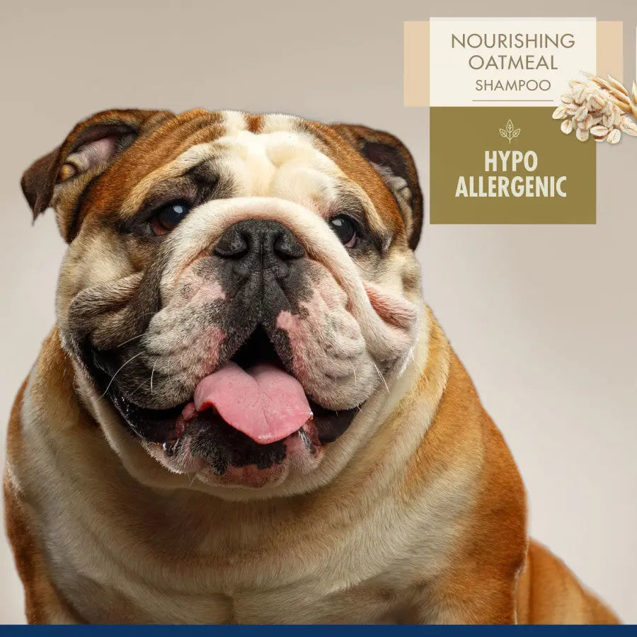 Four Paws hypoallergenic oatmeal dog shampoo bottle next to a happy bulldog with a shiny coat