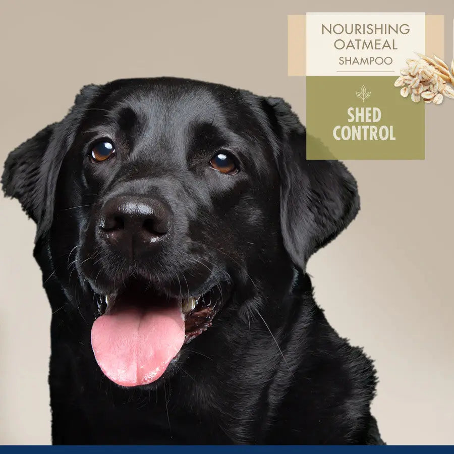 Four Paws oatmeal shed control dog shampoo for nourishing and reducing shedding in dogs