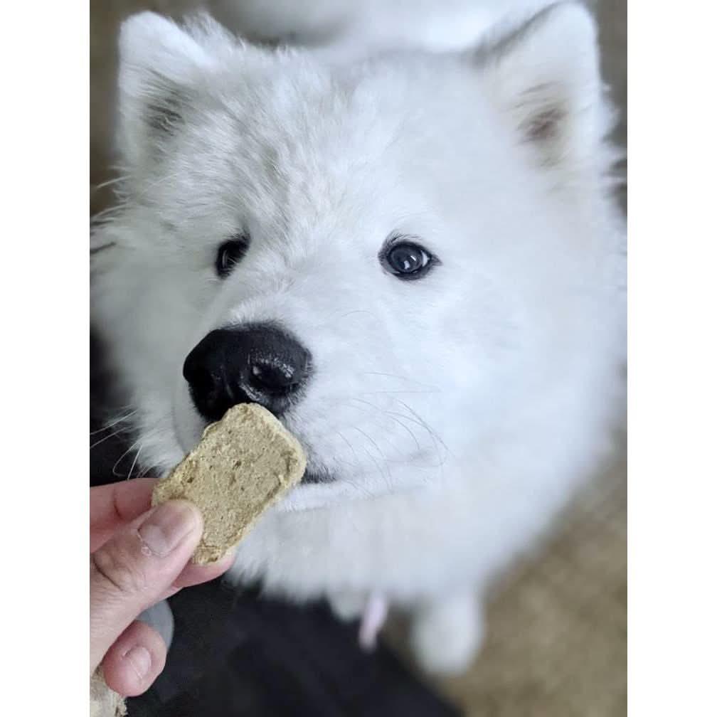Mission Farms freeze-dried dog food offered to a curious Samoyed puppy for nutritious snacking
