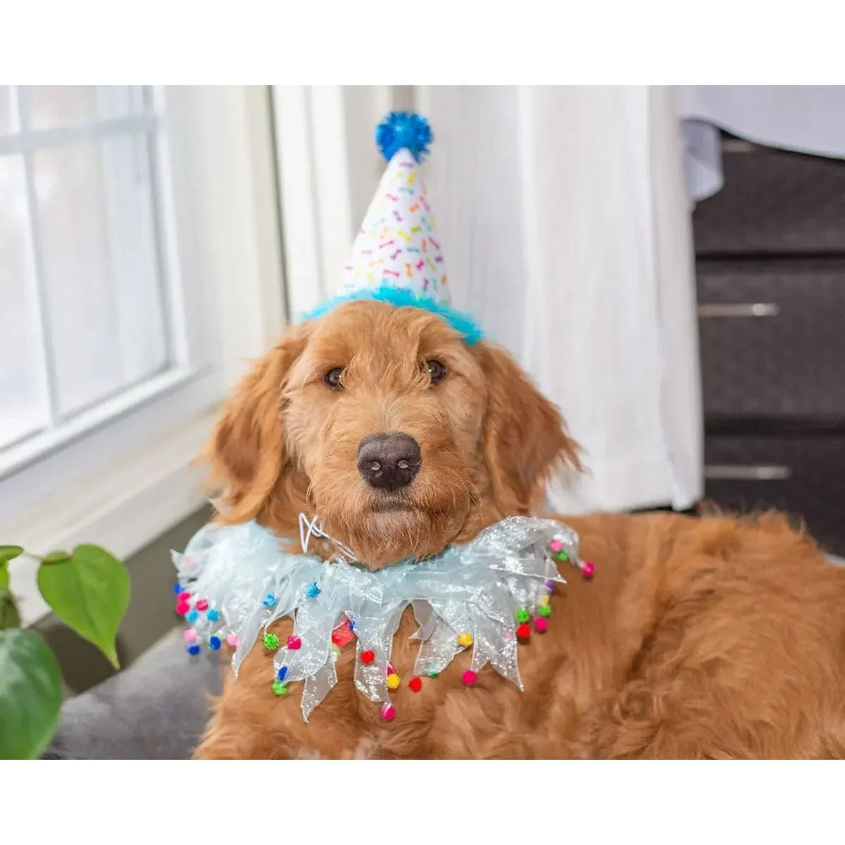 Multipet Party Pom Pom Dog Collar - Talis Us