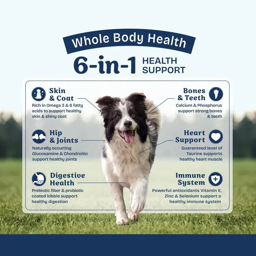 Natural Balance Health Protection Adult Lamb, Rice & Pumpkin Dry Dog Food - Talis Us