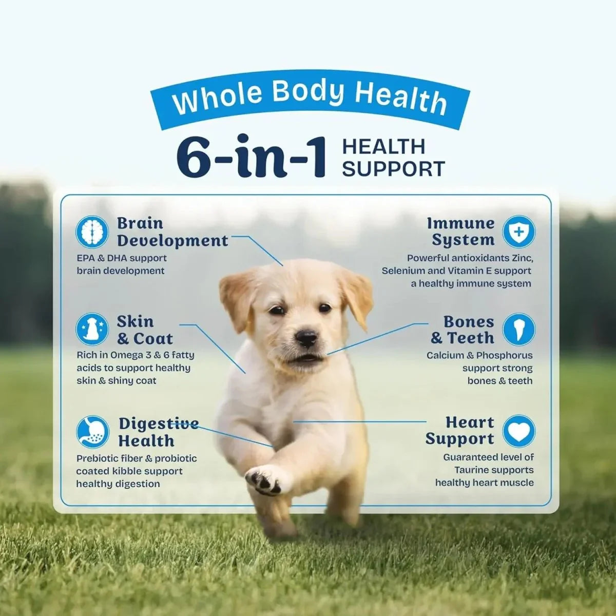 Natural Balance Health Protection Real Chicken, Brown Rice & Pumpkin Puppy Dry Dog Food - Talis Us