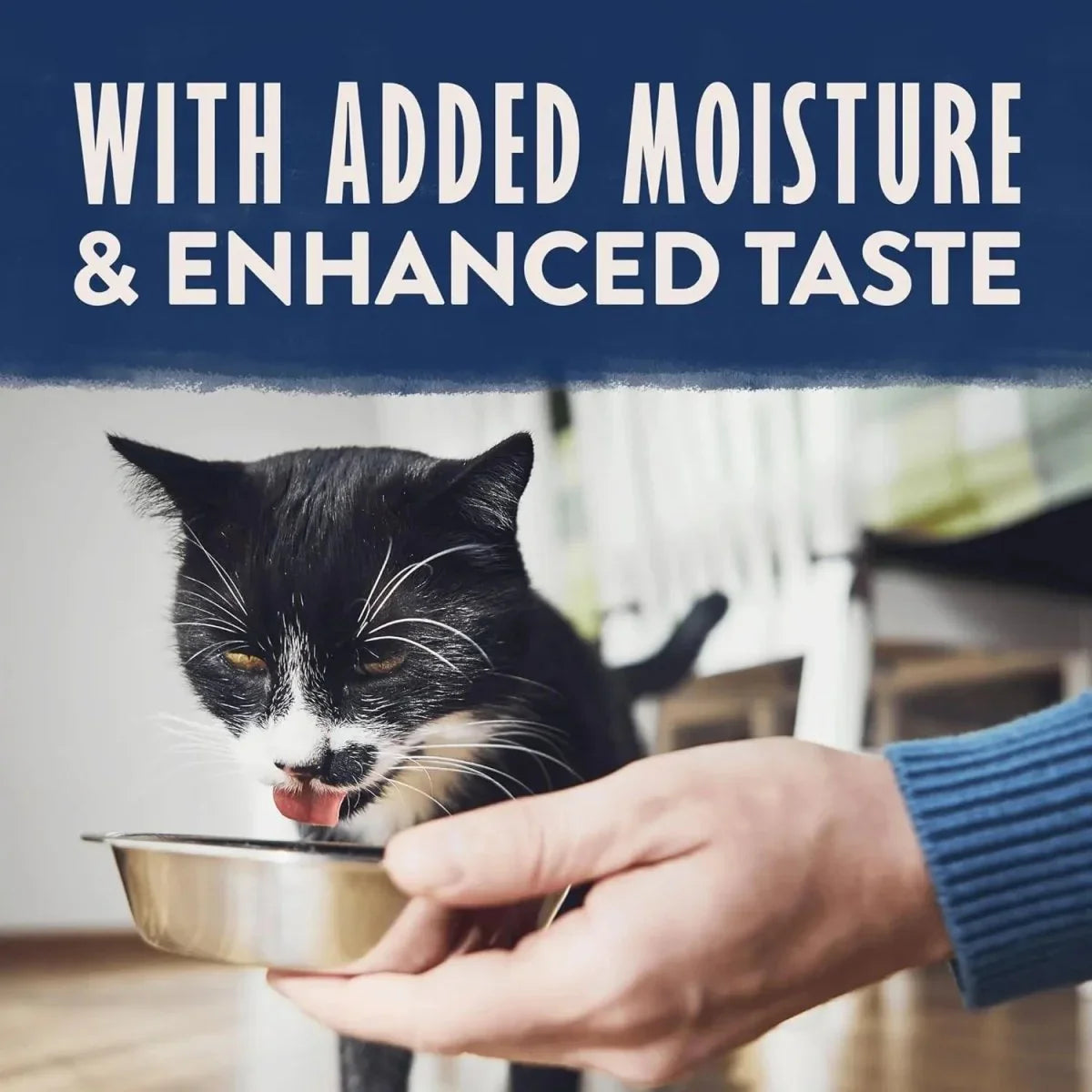 Natural Balance Pet Foods Limited Ingredient Soft Pate in Broth Wet Cat Food 10ea/2.6 oz - Talis Us