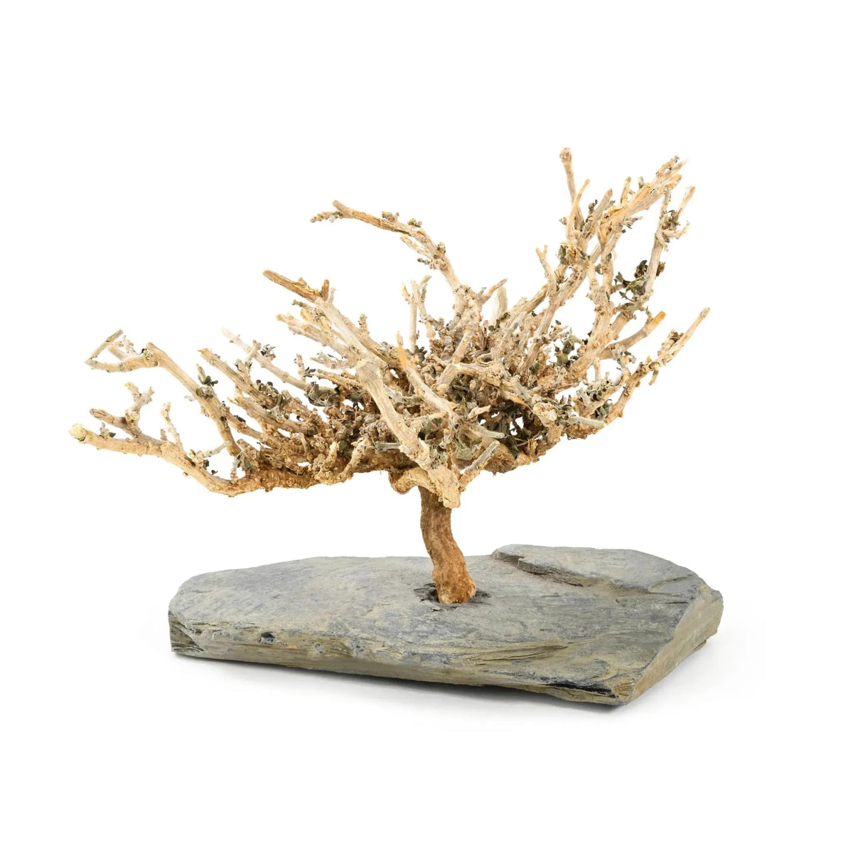 Natural bush on slate Decor for Formicarium - Talis Us