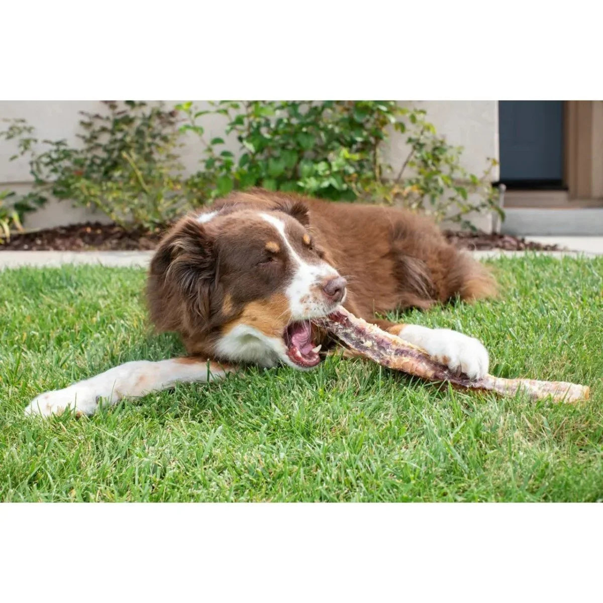 Natural Cravings USA Beef Trachea Dog Treat 6" - 10" - Talis Us