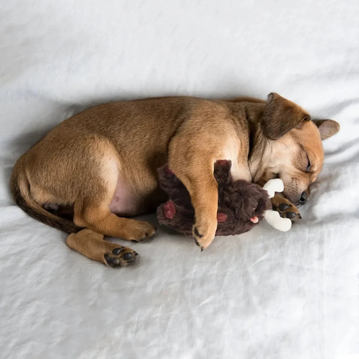 Nocciola Fuzzwoof Moose Heartbeat Comfort Plush Dog Toy - Talis Us