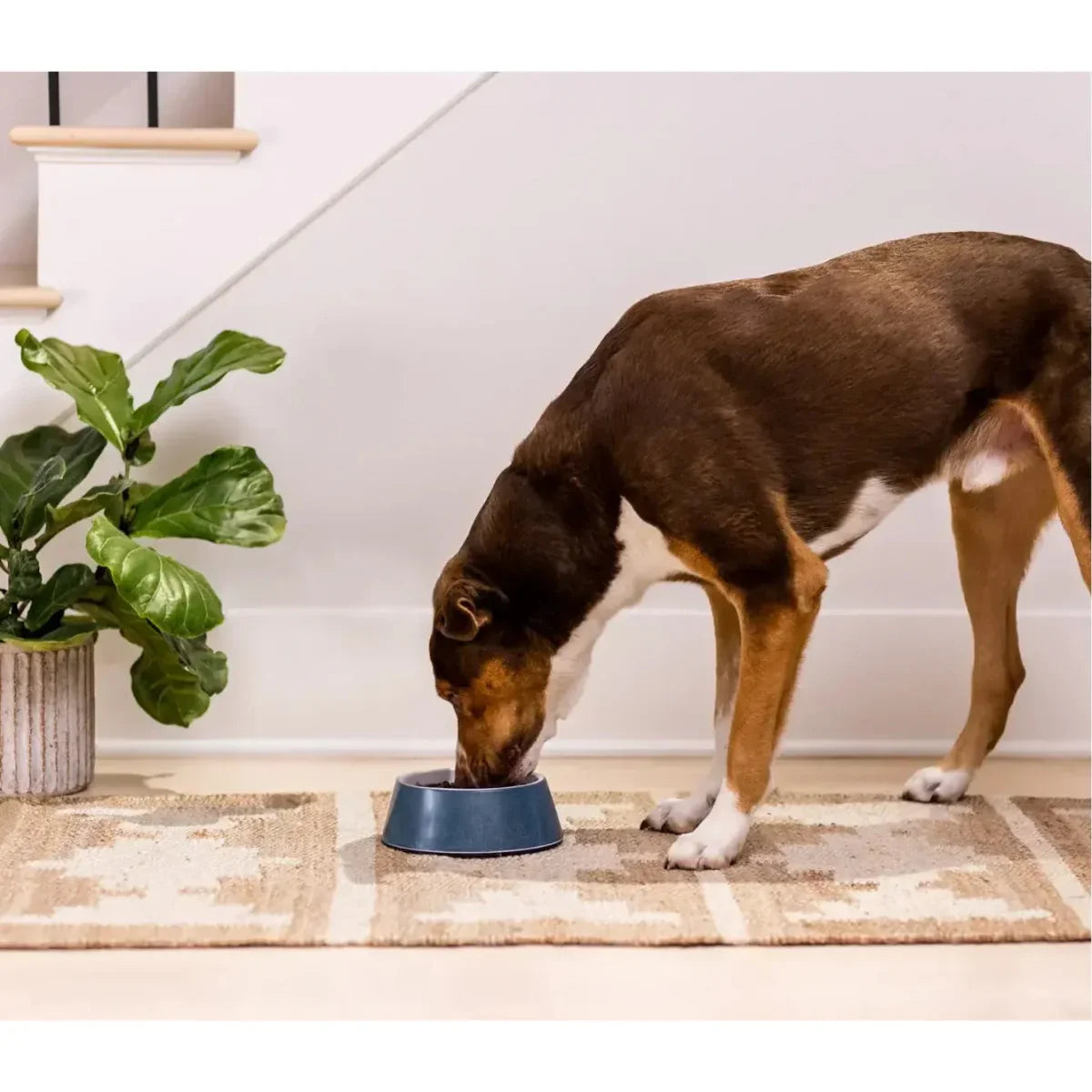 Open Farm New Zealand Venison and Ancient Grains Dry Dog Food - Talis Us