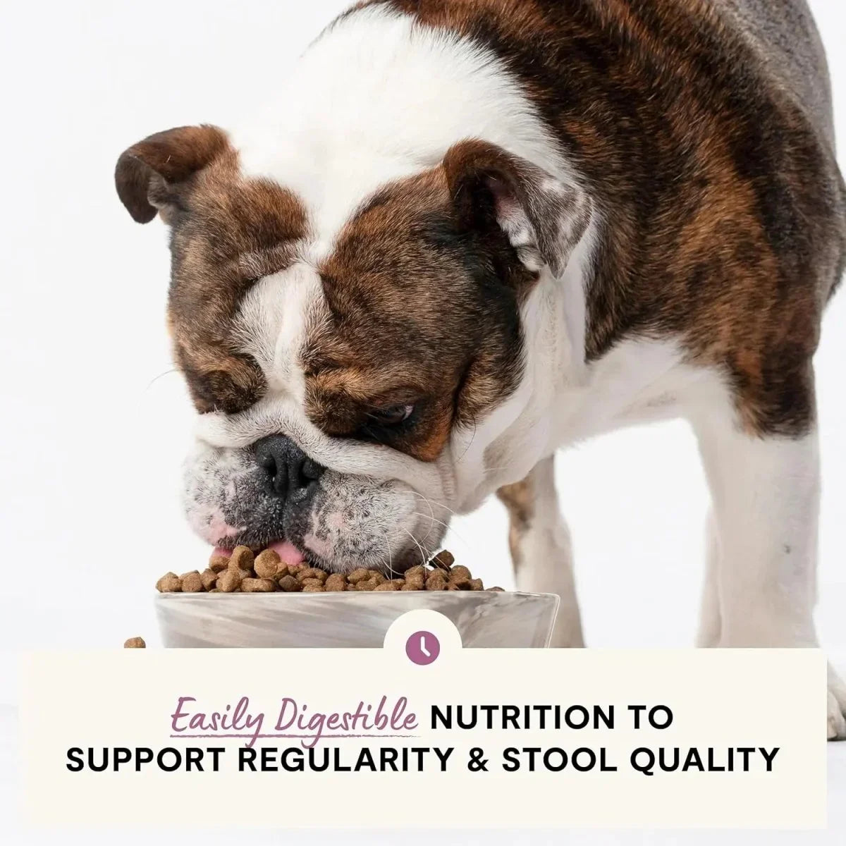 Open Farm Veterinarian Formulated Kibble Pollock & Oatmeal Digestive Health Dog Food - Talis Us