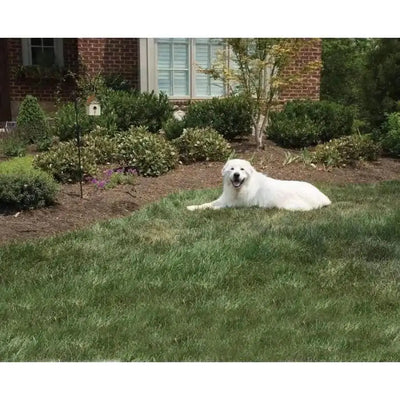 PetSafe Outdoor Bark Control Tan PetSafe CPD