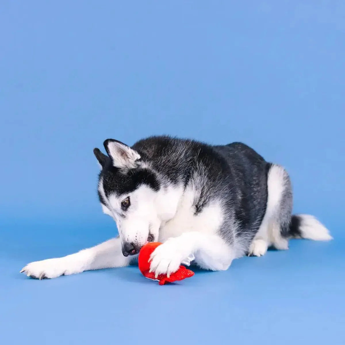 PetShop by Fringe Reel Me In Rubber/Plush Dog Toy - Talis Us