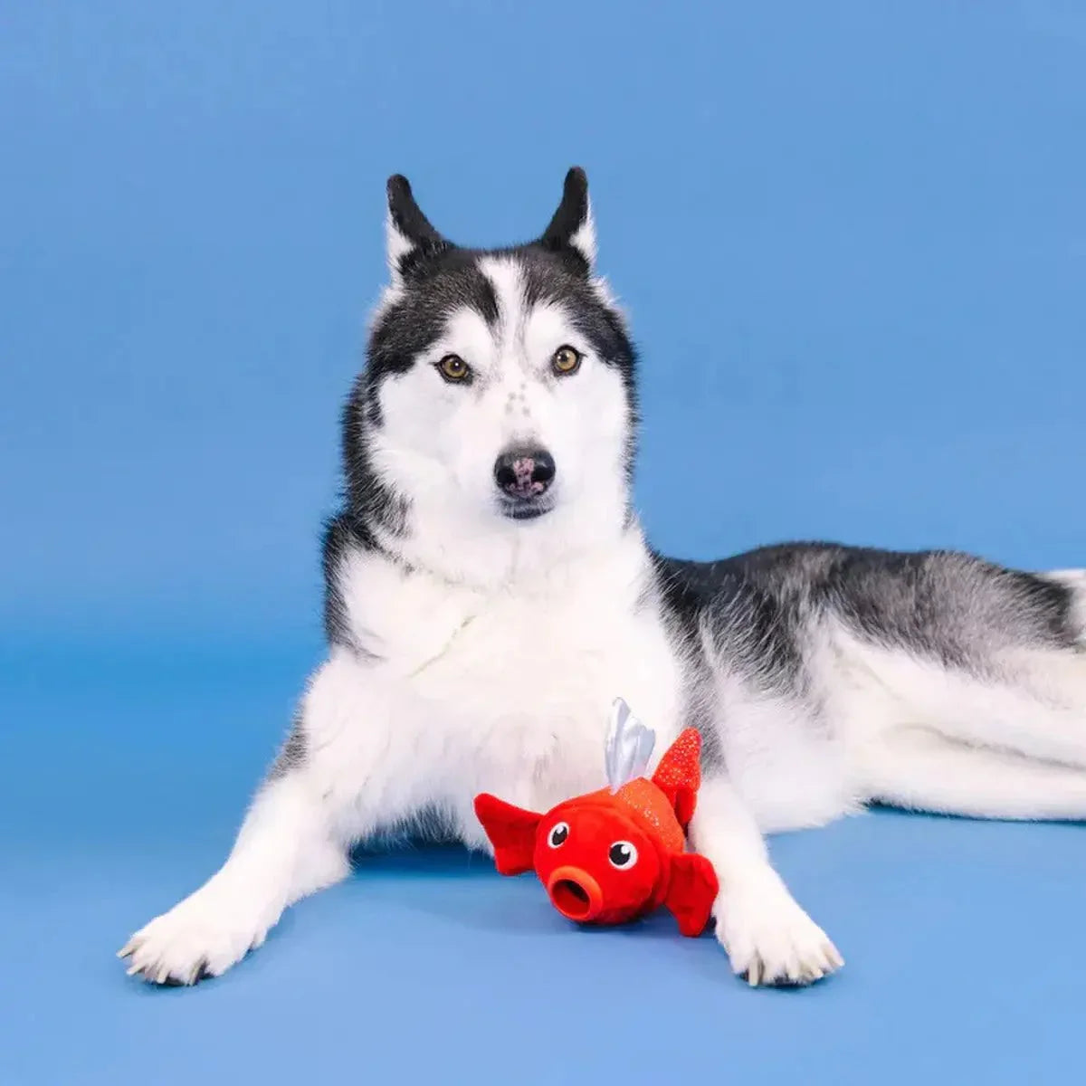 PetShop by Fringe Reel Me In Rubber/Plush Dog Toy - Talis Us